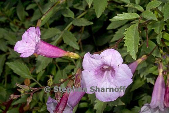 incarvillea arguta 4 graphic